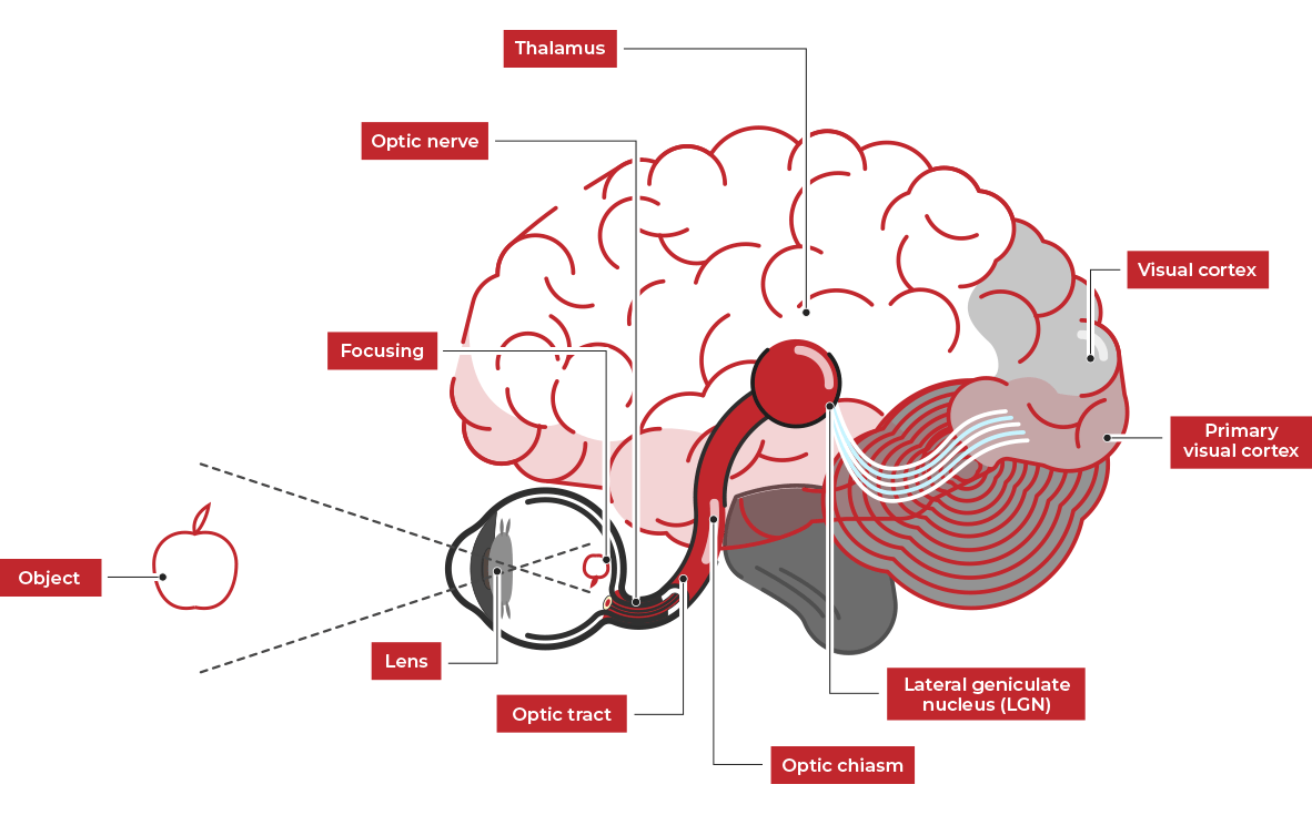 How human vision works